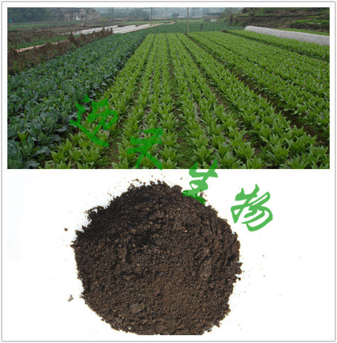 种植蔬菜施用有机肥增产so easy!