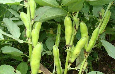 蚕豆在什么季节栽培最合适？