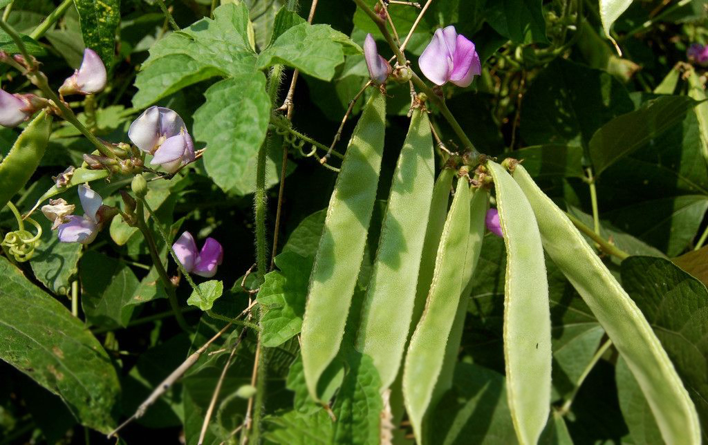 扁豆的主栽品种有哪些？