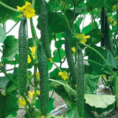 黄瓜种植技术：黄瓜定植后如何进行第一次追肥