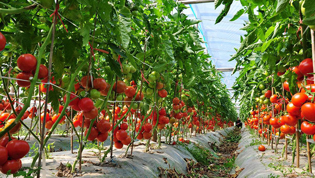 大棚番茄土壤盐渍化怎么办？如何防治？
