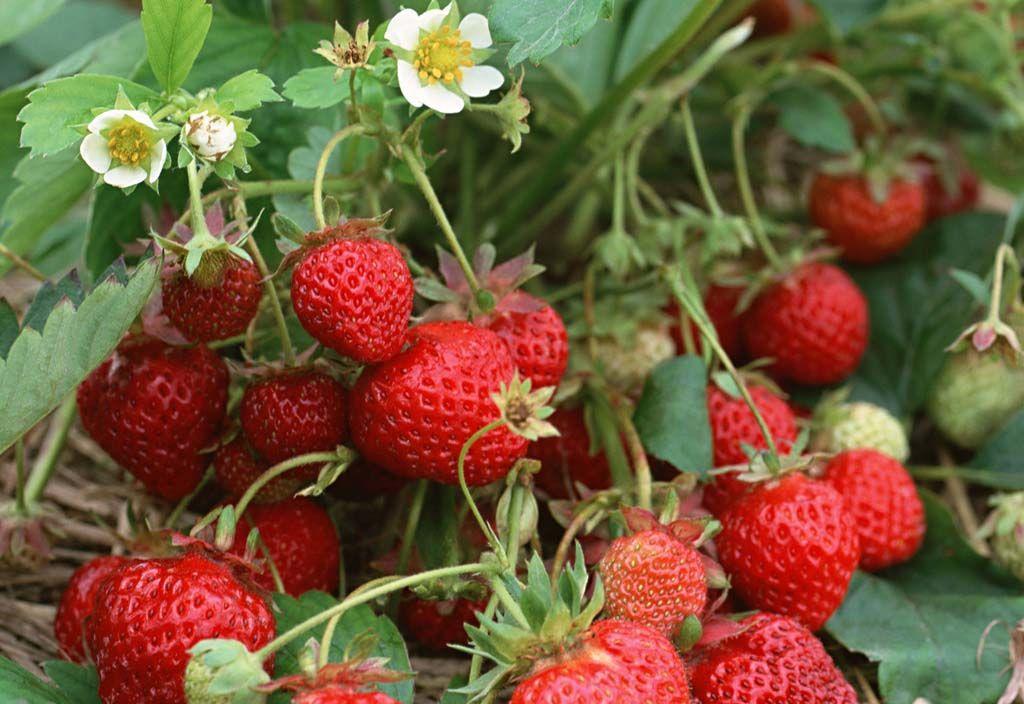 有机草莓露地栽培（二）
